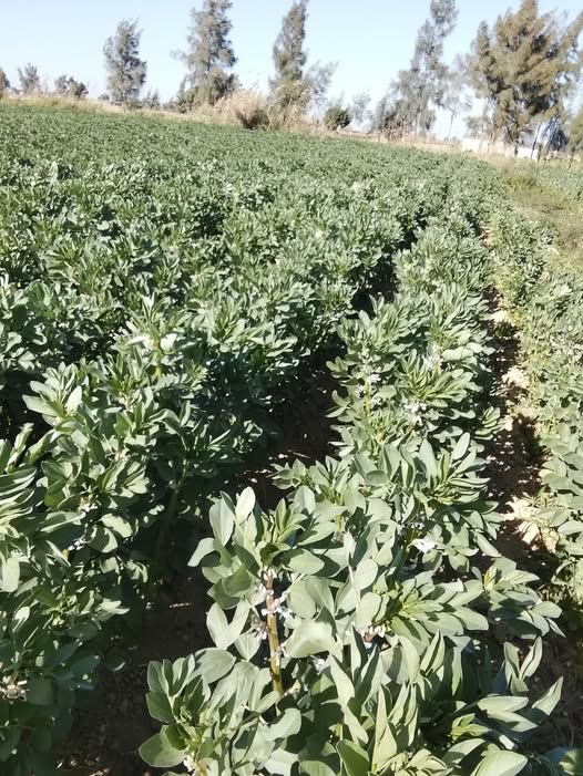 ممكن أضافه ذنك مع سيليكات بوتاسيوم في ماتور واحد عمر الفول 75 يوم